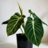 Philodendron Gloriousum