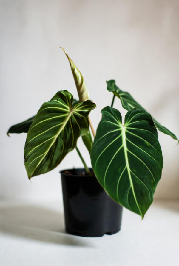 Philodendron Gloriousum