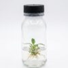 Philodendron Gloriousum Tissue Culture Plant