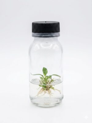 IMG-20260424-WA0008 Philodendron Gloriousum Tissue Culture Plant