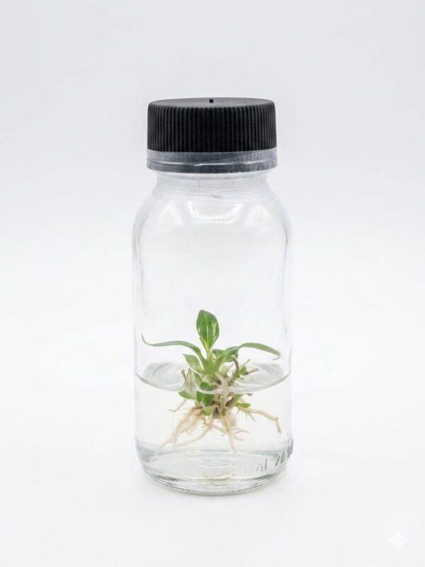 Philodendron Gloriousum Tissue Culture Plant