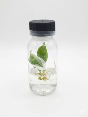Philodendron White Princess In Vitro Philodendron White Princess Tissue Culture Plantlet