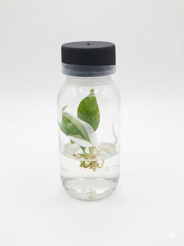 Philodendron White Princess In Vitro Philodendron White Princess Tissue Culture Plantlet