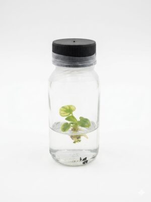 Philodendron Goeldii Mint In Vitro Philodendron Goeldii Mint Tissue Culture Plant