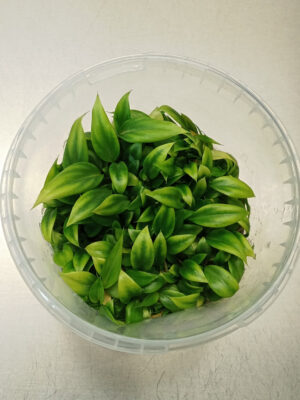 Philodendron Gloriousum