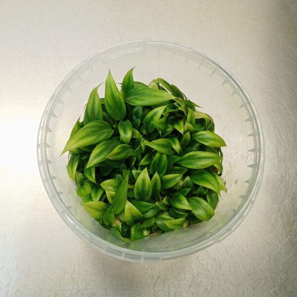 Philodendron Gloriousum